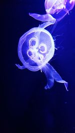 Close-up of jellyfish in sea