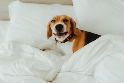 Portrait of dog relaxing on bed at home