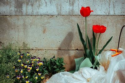 Close-up of red flowering plant against wall