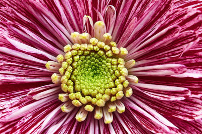 Full frame shot of pink flower