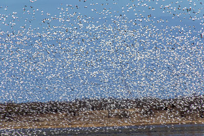 View of birds flying over sea