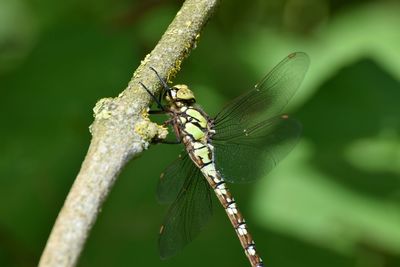 Close-up of insect on leaf
