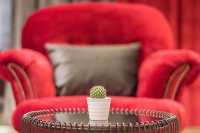 Close-up of potted plant on table at home