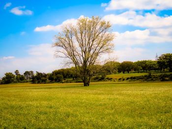Trees on field against sky