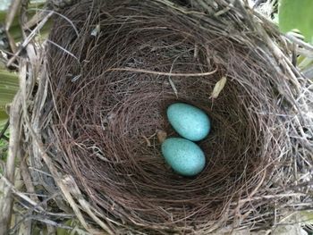 High angle view of bird in nest