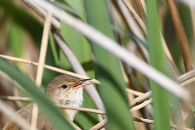 Close-up of bird in nest