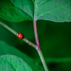 Close-up of ladybug on leaf