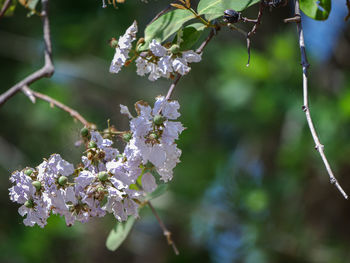 Close-up of purple flowering plant