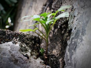 Close-up of small plant growing on rock