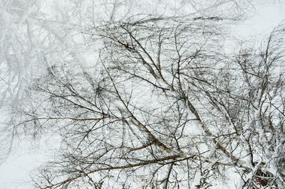 Low angle view of bare tree against sky