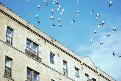 Low angle view of birds flying against blue sky