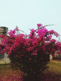 Pink flowers blooming on tree