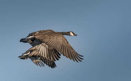 Low angle view of bird flying against clear blue sky