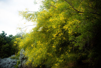 Plants and trees in forest