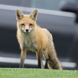 Portrait of a fox