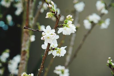 Close-up of cherry blossoms in spring