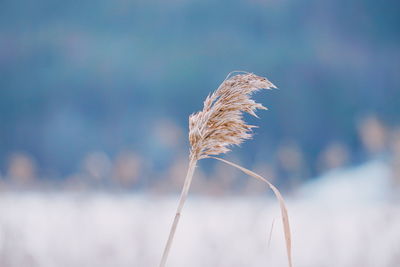 Close-up of wheat plant on field against sky