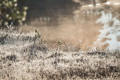 A beautiful morning landscape in a frozen swamp. bright, colorful sunrise in frozen wetlands.