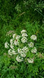 Close-up of flowers growing in field