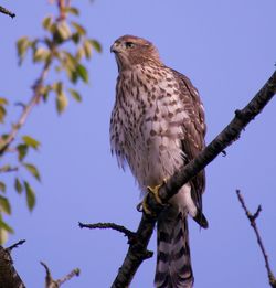 Low angle view of eagle perching on tree against sky