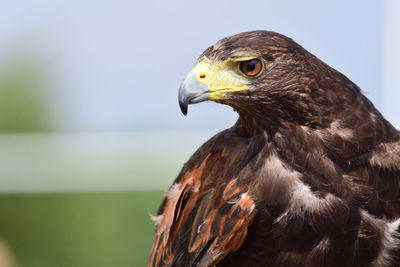 Close-up of a harris hawk at a falconry show