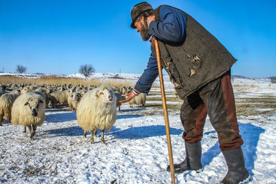 Full length of man with sheep standing on field against clear sky