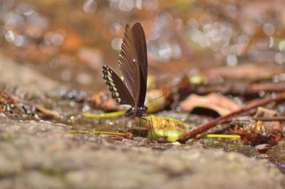 Close-up of butterfly on land