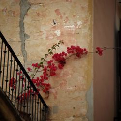 View of flowers against wall