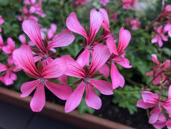 Close-up of pink flowering plant