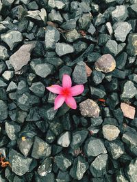 High angle view of pink flowering plant