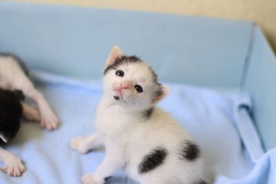 Portrait of kitten on bed