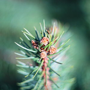 Close-up of cactus plant