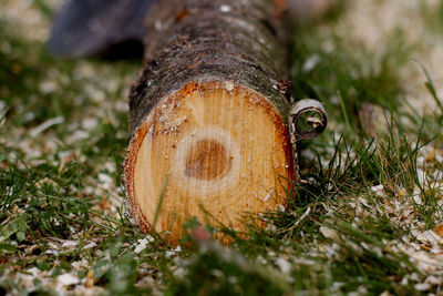 Close-up of mushroom growing on tree trunk