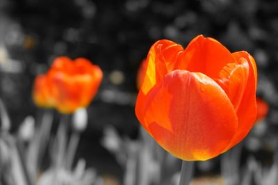 Close-up of red tulips blooming outdoors