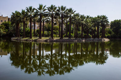 Reflection of palm trees in lake against sky