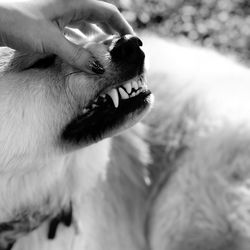 Close-up of a dog