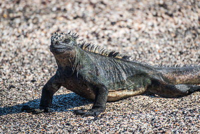 Marine iguana at beach