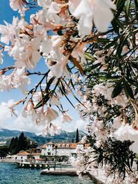 Cherry blossom tree by building against sky