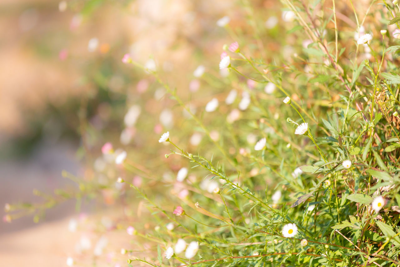 CLOSE-UP OF FLOWERING PLANTS AGAINST BRIGHT SUN