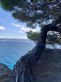 Tree trunk by sea against sky