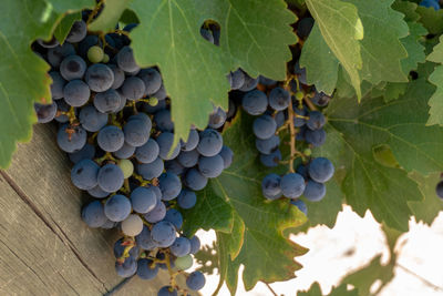 Close-up of grapes growing in vineyard