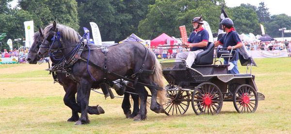 Horses riding horse cart