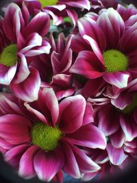 Close-up of pink flower