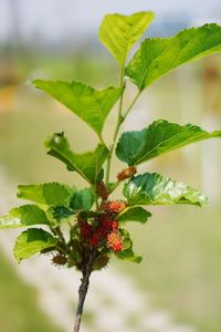 Close-up of red flowering plant