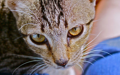 Close-up portrait of cat