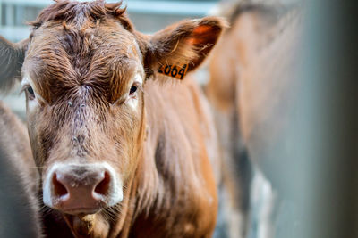 Close-up portrait of a cow 