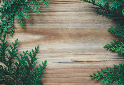 Close-up of plant on table