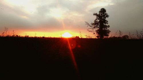 Silhouette of trees at sunset