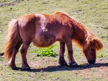 Horse grazing in field