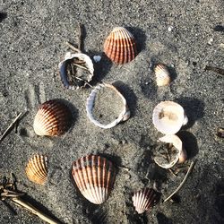 High angle view of seashells